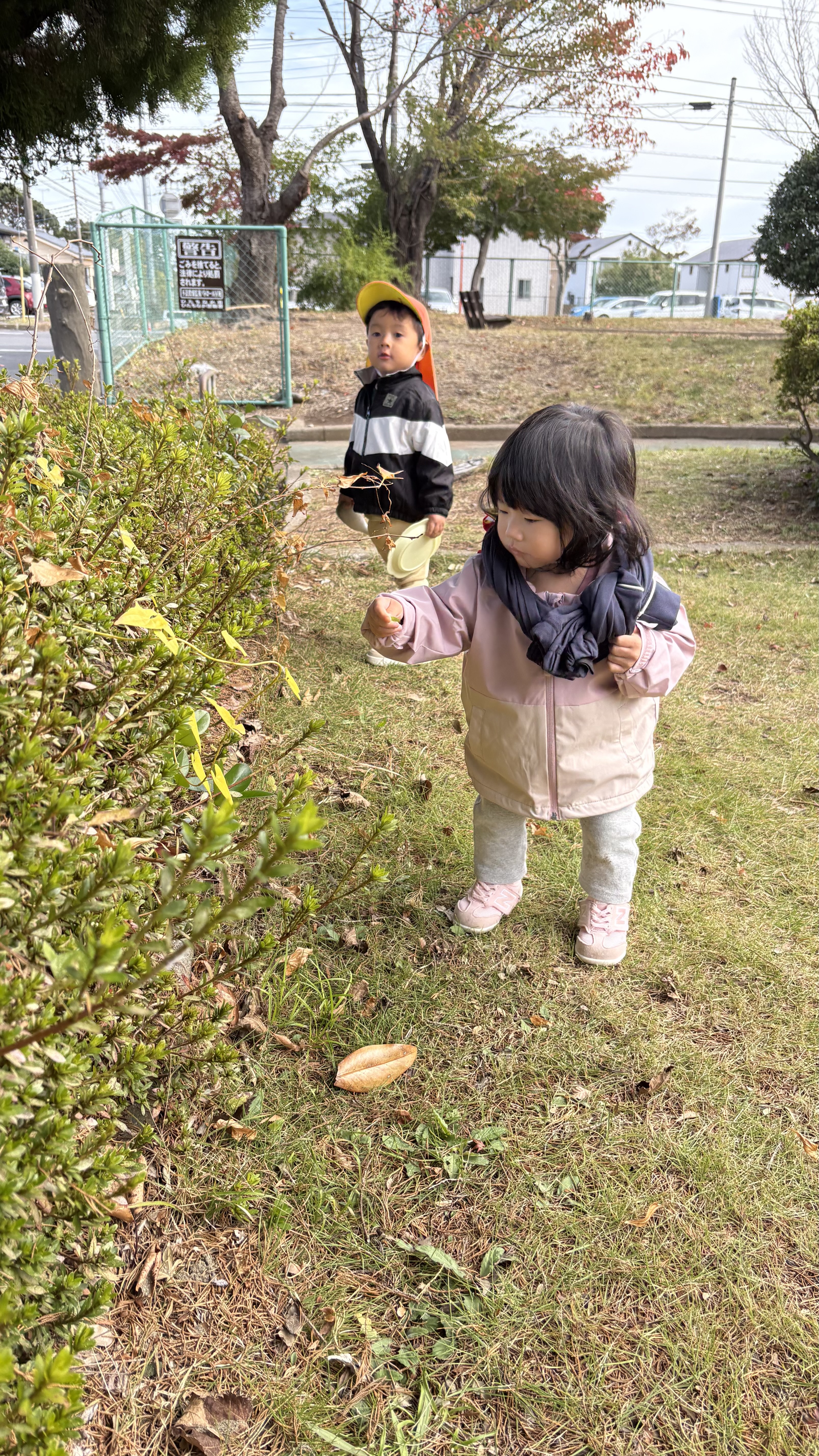 ここにも葉っぱがあるなぁ